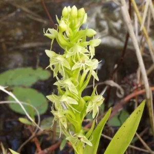 Water Spider Orchid